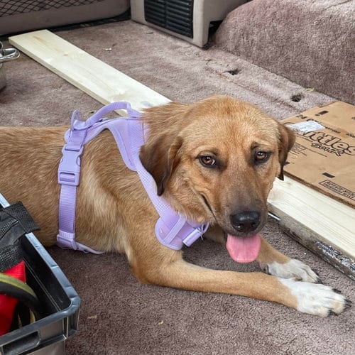 Photo of Roxy 1yr old AVA 9/16, adoptable Labrador Retriever in Sterling, Massachusetts