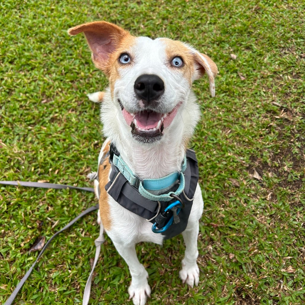 Photo of Penny, adoptable Mixed Breed (Medium)