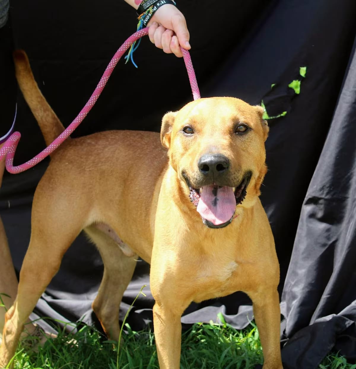 Photo of Amos, adoptable Black Mouth Cur in Jacksonville, Texas
