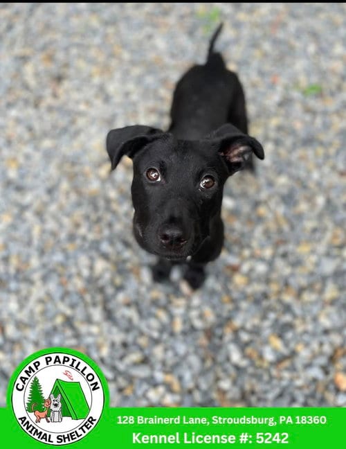 Photo of Lyric, adoptable Pit Bull Terrier in Stroudsburg, Pennsylvania