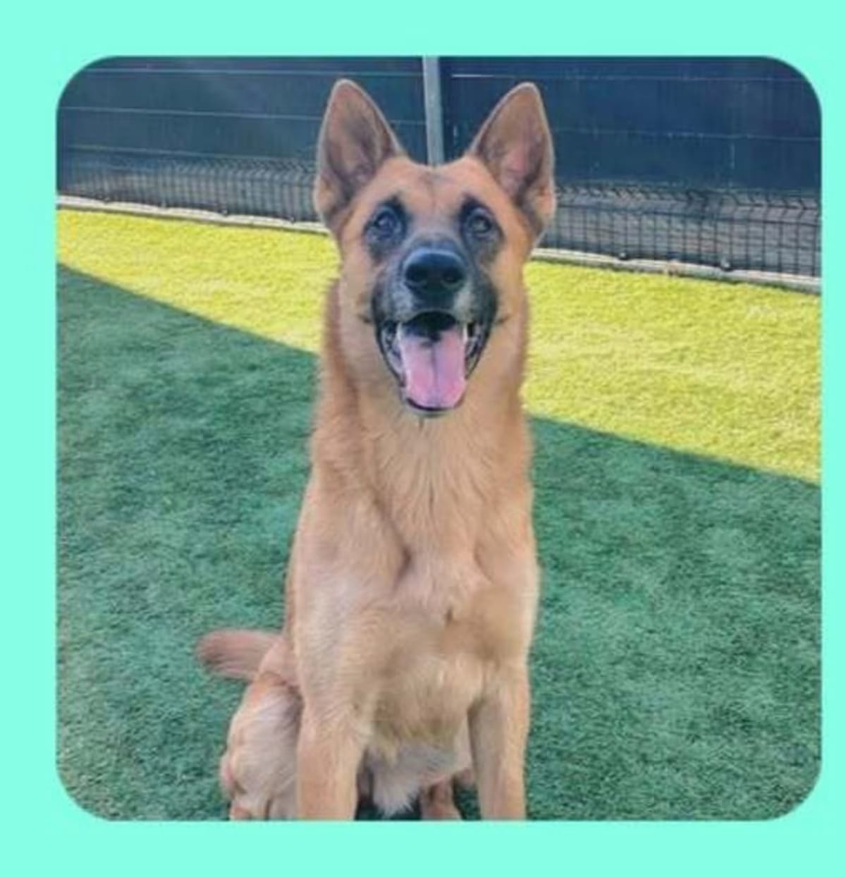 Photo of Porsche, adoptable German Shepherd Dog in Tigard, Oregon