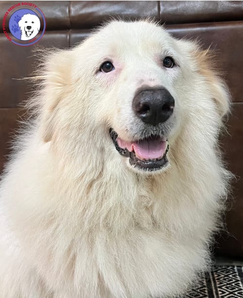 Photo of Teagan, adoptable Great Pyrenees in Spring, Texas