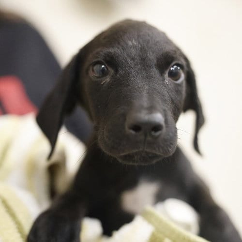 Photo of Willson, adoptable Plott Hound in San Antonio, Texas