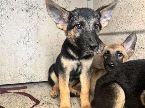 Photo of Milly, adoptable German Shepherd Dog in Garland, Texas