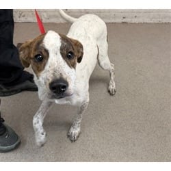 Photo of Potato, adoptable Australian Cattle Dog in San Bernardino, California
