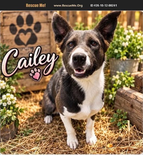 Photo of Cailey, adoptable Australian Shepherd in Benton, Pennsylvania