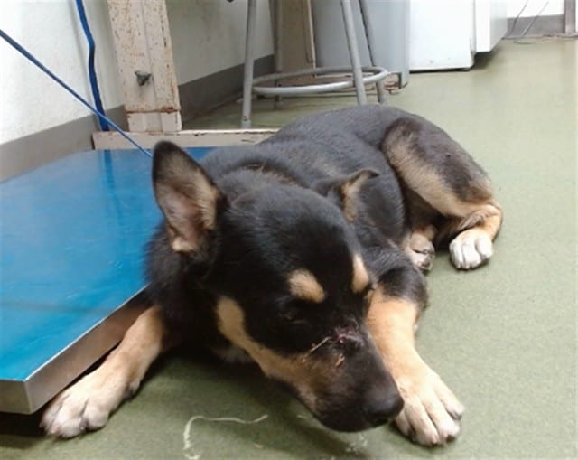 Photo of Senior German Shepherd Dog mix, adoptable German Shepherd Dog mix in Devore, California