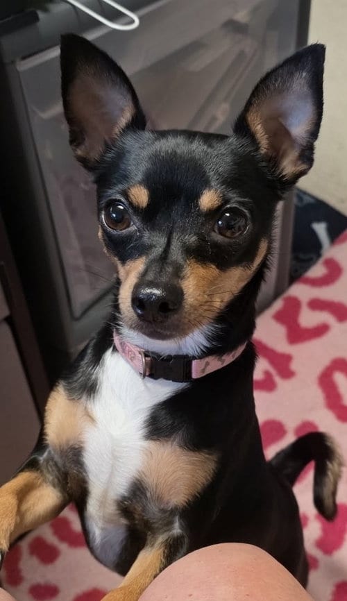 Photo of Dazee May, adoptable Miniature Pinscher in Cottage Grove, Minnesota