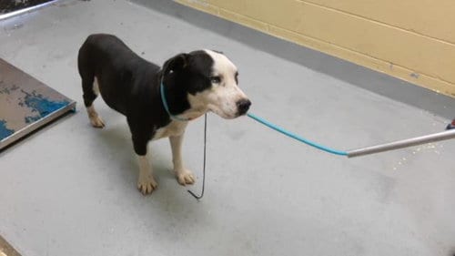Photo of Memphis, adoptable Pit Bull Terrier in Tulsa, Oklahoma