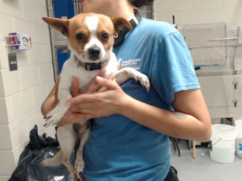 Photo of A435651, adoptable Chihuahua in Fayetteville, North Carolina
