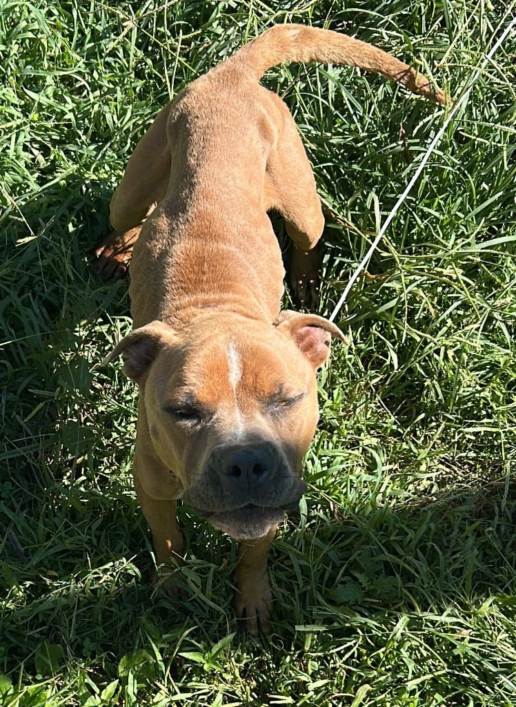 Photo of Raja, adoptable Mixed Breed in Chickamauga, Georgia
