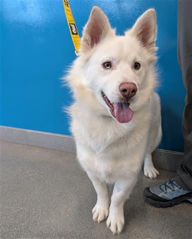 Photo of Sterling, adoptable Samoyed in San Martin, California