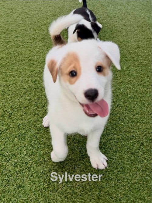 Photo of Sylvester, adoptable Jack Russell Terrier in Cave Creek, Arizona