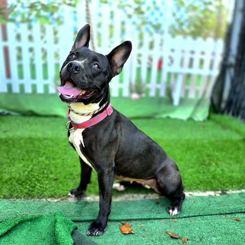 Photo of Madrid, adoptable Pit Bull Terrier in Long Beach, California