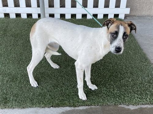 Photo of Shayla, adoptable Collie in Modesto, California
