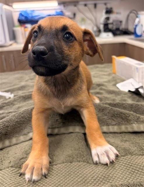 Photo of Bridge, adoptable Chihuahua in Baytown, Texas