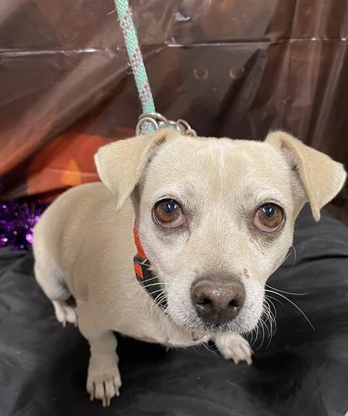 Photo of Chester, adoptable Chihuahua in Modesto, California