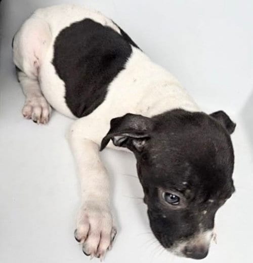 Photo of A661268, adoptable Pit Bull Terrier in Houston, Texas