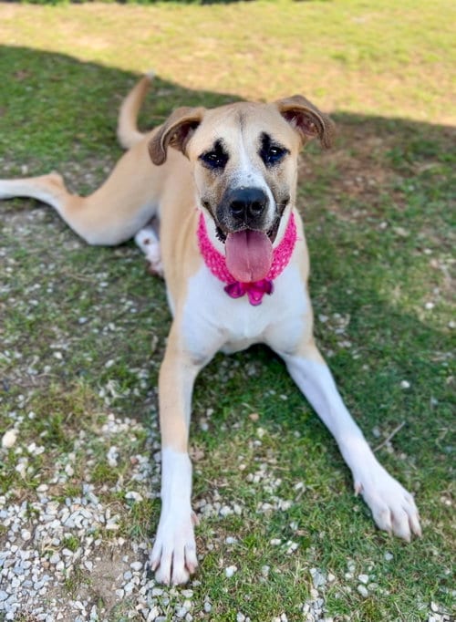 Photo of Boosie, adoptable Labrador Retriever in McKinney, Texas