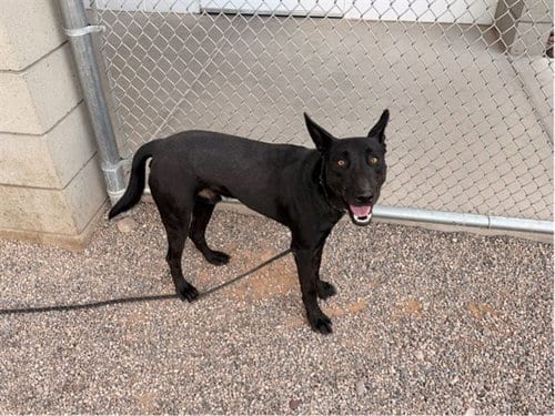 Photo of Nismo, adoptable American Pit Bull Terrier in Mesa, Arizona