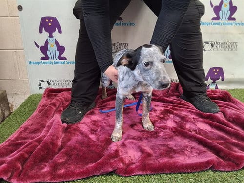 Photo of Bandit, adoptable Australian Cattle Dog/Blue Heeler in Orlando, Florida