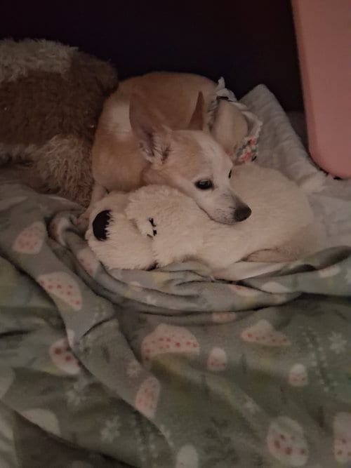 Photo of Pinto Bean, adoptable Terrier in St. Louis, Missouri