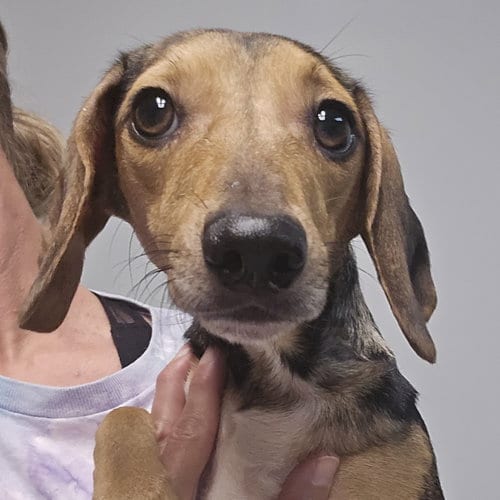 Photo of Plum, adoptable Beagle in Normal, Illinois