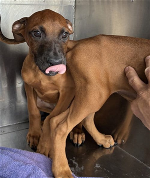 Photo of Dingo, adoptable German Shepherd Dog in Phoenix, Arizona