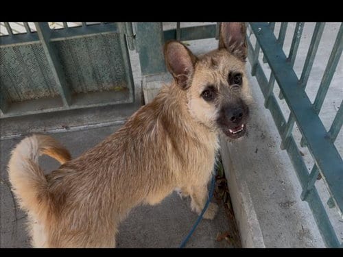 Photo of Souline, adoptable Tibetan Terrier in Chatsworth, California