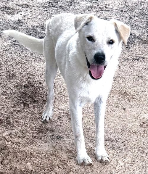 Photo of Max, adoptable Labrador Retriever in Gun Barrel City, Texas