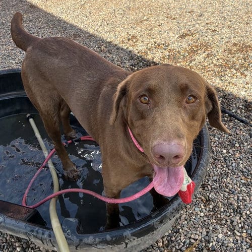 Photo of Dolce, adoptable Labrador Retriever in Phoenix, Arizona
