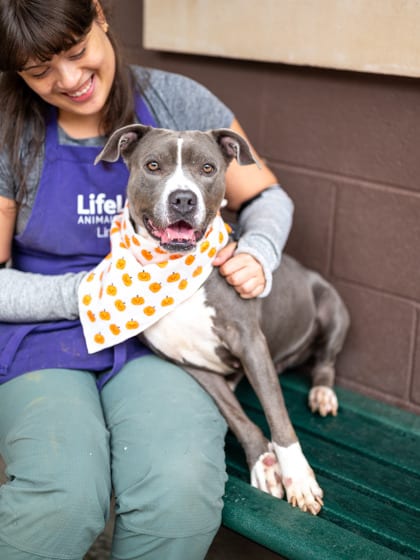 Photo of Cadillac, adoptable dog in Chamblee, Georgia