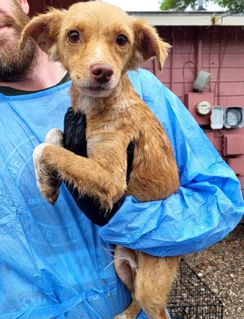 Photo of Poppy, adoptable Terrier in San Antonio, Texas