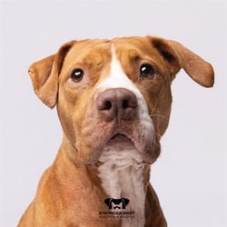 Photo of Kimber, adoptable Mixed Breed (Medium) in Land O'Lakes, Florida