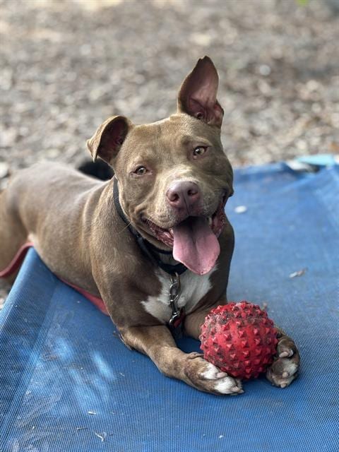 Photo of Marvin, adoptable dog in Palmetto, Florida