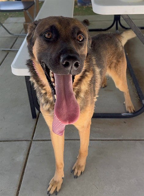 Photo of Jerry, adoptable Anatolian Shepherd in Lancaster, California
