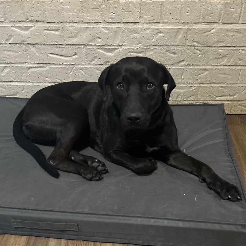 Photo of Sasha, adoptable Retriever, Labrador / Mix in Oklahoma-based; Northeast placements, Oklahoma