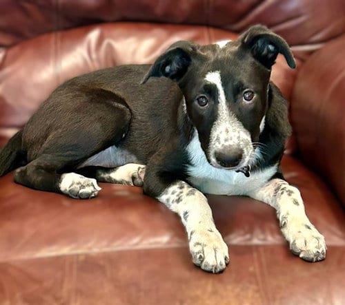 Photo of Bubbles, adoptable Australian Cattle Dog/Blue Heeler in Sacramento, California