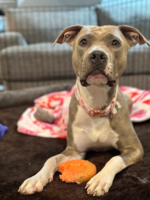 Photo of Josie, adoptable American Pit Bull Terrier in Spring Lake, New Jersey