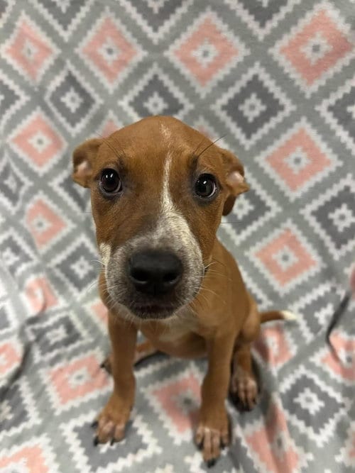 Photo of Jenny, adoptable Australian Cattle Dog/Blue Heeler in Rockwall, Texas