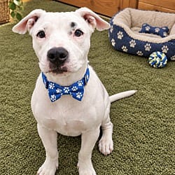 Photo of Piglet, adoptable American Pit Bull Terrier in East Hartford, Connecticut