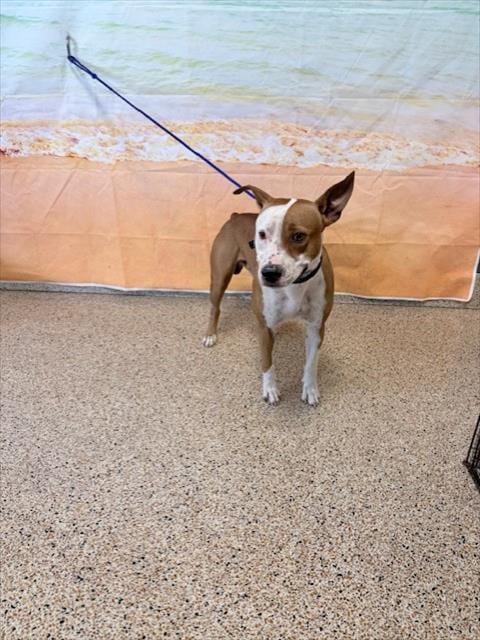 Photo of Spud, adoptable American Pit Bull Terrier in Miami, Florida