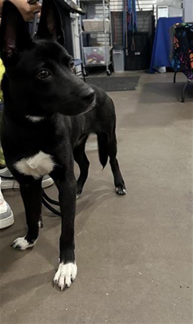 Photo of Spyro, adoptable Mixed Breed