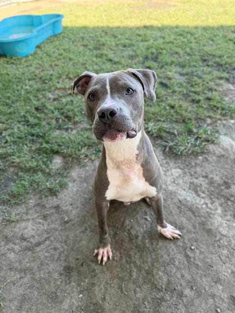 Photo of Storm, adoptable Pit Bull Terrier in Riverside, California