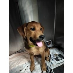 Photo of JO, adoptable German Shepherd Dog in Chatsworth, California