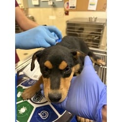 Photo of Larry, adoptable Shepherd (Unknown Type) in Jurupa Valley, California