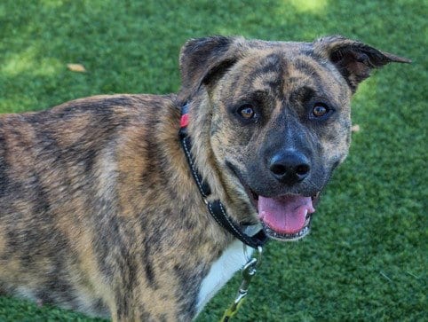 Photo of Guppy, adoptable Pit Bull Terrier in Martinez, California