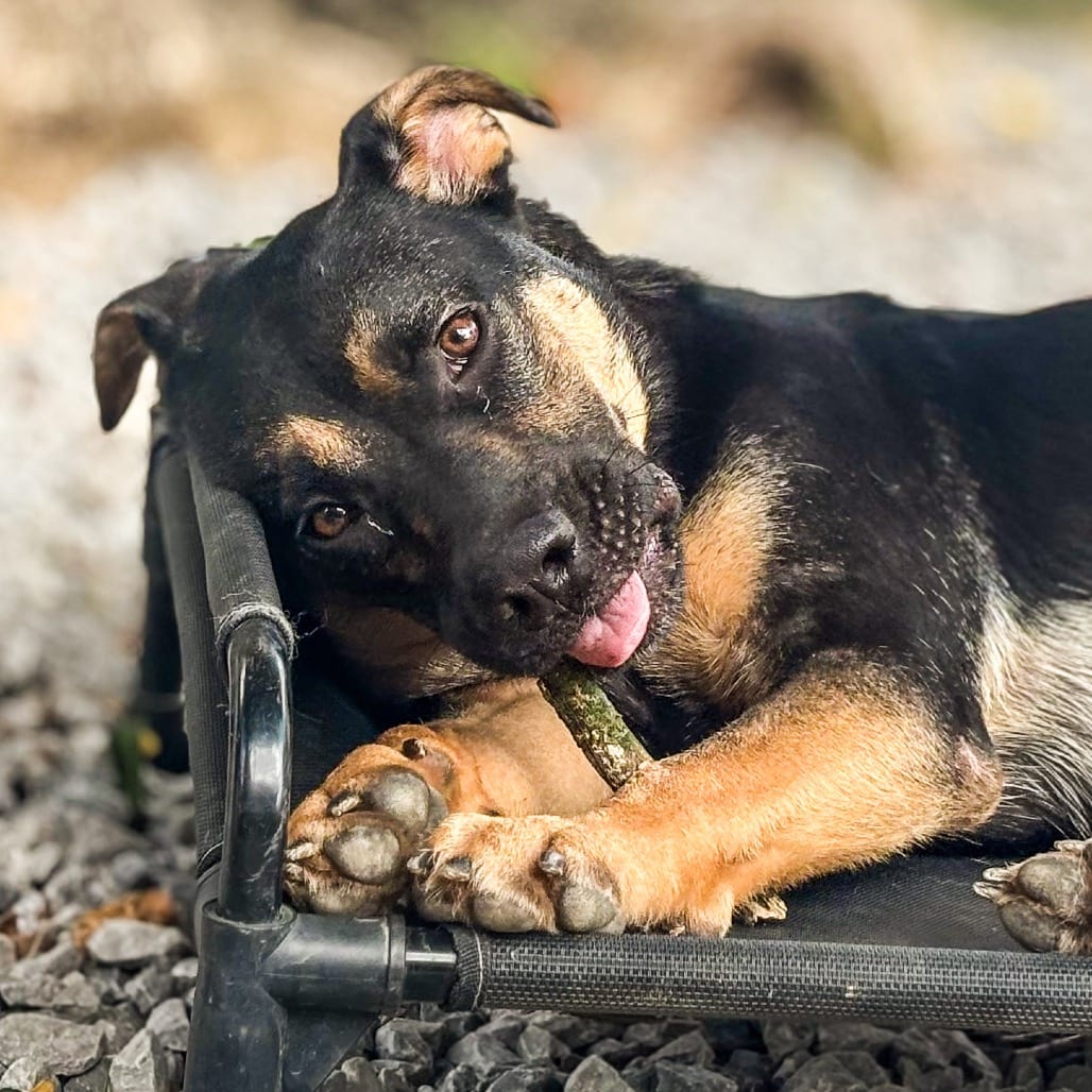 Photo of Blake, adoptable Shepherd, German / Mixed Breed (Medium) in Ohio, Ohio