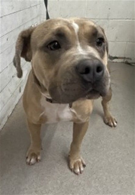 Photo of Mayito, adoptable Pit Bull Terrier in San Bernardino, California