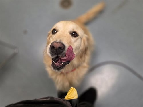 Photo of Lola, adoptable Golden Retriever in Denver, Colorado
